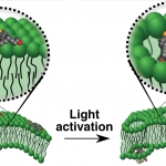 Durham Univ cell drill illustration