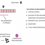 skin sensitisation scheme