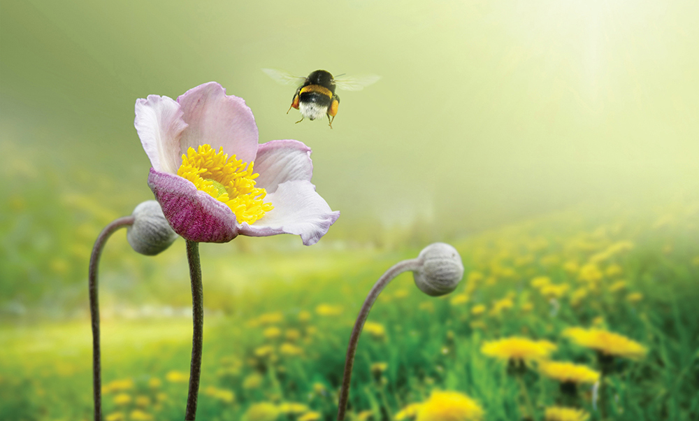 Beautiful pink anemone flower on spring yellow meadow and flyin