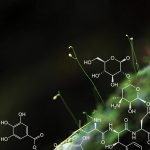 Plants background with biochemistry structure.