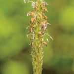 inflorescence of foxtail grass (alopecurus myosuroides)