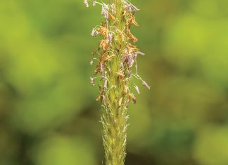 Scientists make gene breakthrough in fight against weeds