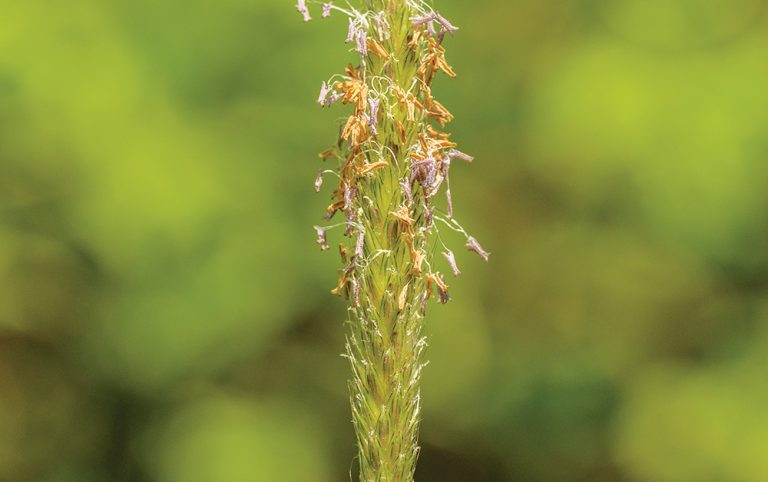 Scientists make gene breakthrough in fight against weeds