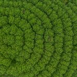 Aerial view rubber tree forest, Top view of rubber tree and leaf