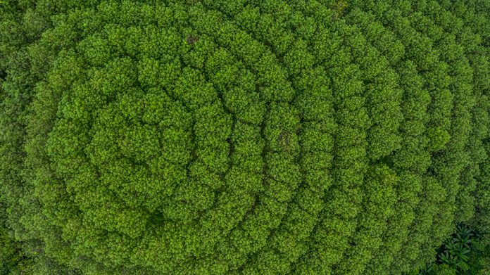 Aerial view rubber tree forest, Top view of rubber tree and leaf