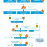 Extraction of Cannabinoids_Fig.1_EN