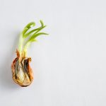 Half a spoiled, old onion on a white background. Sprouted and rotten onion. New young green sprouts. Close up, flat lay, copy space composition.