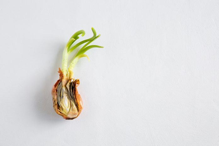 Half a spoiled, old onion on a white background. Sprouted and rotten onion. New young green sprouts. Close up, flat lay, copy space composition.