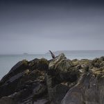 A Cormorant Seabird standing on a rock in the South West of Engl