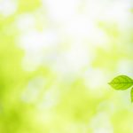 Nature of green leaf in garden at summer. Natural green leaves p