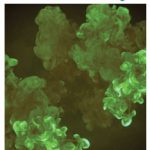 CIJ28-front-cover-web