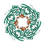 Ebola virus VP40 octameric ring (green) generated by a DNA oligo