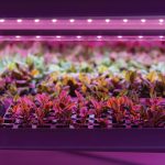Seedlings of chard growing in hothouse under purple LED light. Hydroponics indoor salad factory