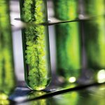 Photobioreactor in lab algae fuel biofuel industry, Algae fuel, Algae research in industrial laboratories