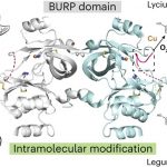 discovery-of-new-plant-protein-fold-may-be-seed-for-anti-cancer-drugs-BURP