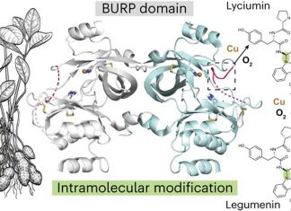 Discovery of new plant protein fold may be seed for anti-cancer drugs