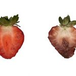 Peptide prevention of damage to strawberry fruit by Spotted Wing Drosophilia