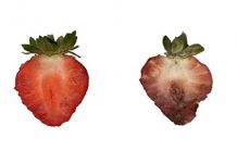 Next-generation bioinsecticides move closer to market after trial success