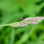A fly and other insects sit on a flower