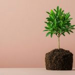 Eco-friendly Carbon Reduction Initiative Showcasing Sustainable Practices and Environmental Responsibility