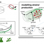 Systems engineering of ‘cell factories’ almost doubles output and offers a sustainable alternative to producing chemicals from fossil-fuel.