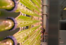 EU project seeks to make microalgae mainstream