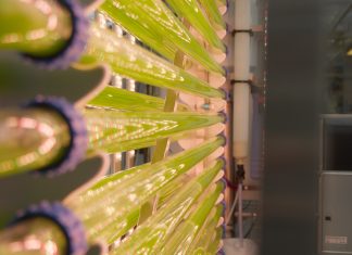 EU project seeks to make microalgae mainstream