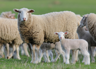 Bridging the UK’s Forage Gap: How extreme weather is increasing demand for animal supplements
